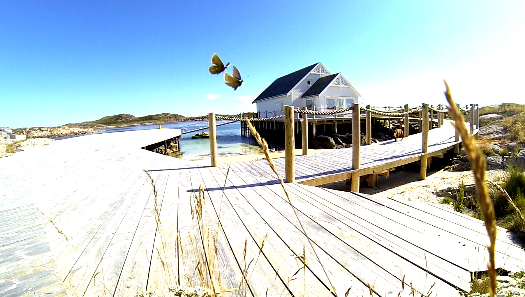 Lodgen ved sjøen med sommerfugler